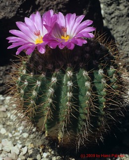 Notocactus cv. WRA120 